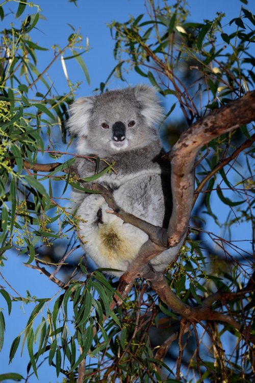 Raymond Island (Victoria, Australie) - Koala dans un eucalyptus(VO-17-0520)