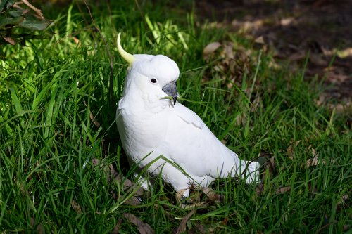 Great Ocean Road (South Australia, Australie) - cacatoès soufré(VO-17-0663)