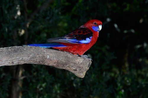 Great Ocean Road (South Australia, Australie) - Perruche de Pennant(VO-17-0671)