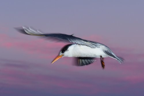 Kangaroo Island (South Australia, Australie) - Mouette en vol au crépuscule(VO-17-0856)