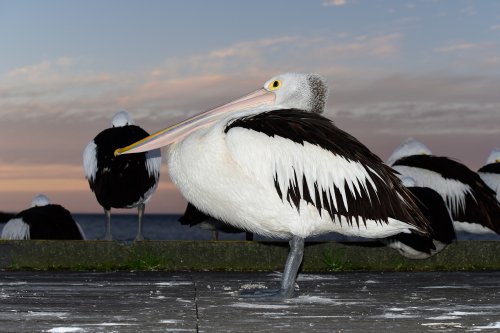 Kangaroo Island (South Australia, Australie) - Pélicans en bord de mer à Kingscote(VO-17-0848)
