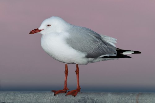 Kangaroo Island (South Australia, Australie) - Mouette argentée (Silver Gull) en bord de mer à Kingscote(VO-17-0854)