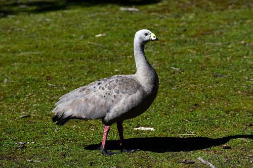 Kangaroo Island (South Australia, Australie) - Céréopse cendré(VO-17-0904)
