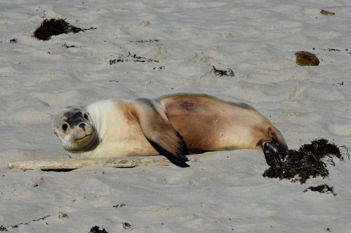 Kangaroo Island (South Australia, Australie) - Lion de mer sur le plage de Seal Bay(VO-17-0884)