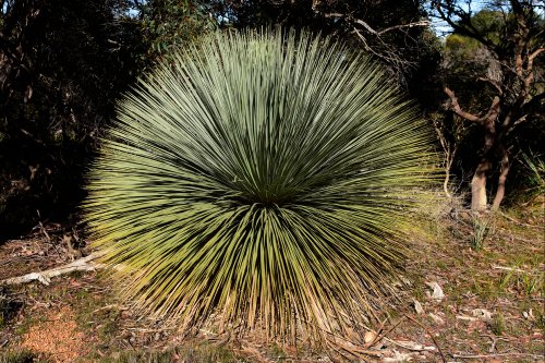 Kangaroo Island (South Australia, Australie) - Yucca(VO-17-1086)