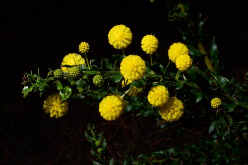 Kangaroo Island (South Australia, Australie) - fleurs de mimosa(VO-17-1097)