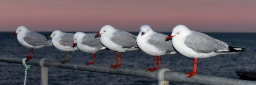 Kangaroo Island (South Australia, Australie) - Rangée de mouettes argentées (Silver Gull) sur une rambarde en bord de mer à Kingscote(VO-17-0850)