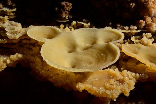 Gouffre de Cabrespine - Coupelle triple(SP-17-0612)