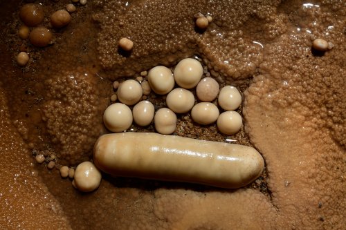 Balme del Pastre (Aveyron) - Nid de perles des cavernes dont une cylindrique(SP-18-0124)