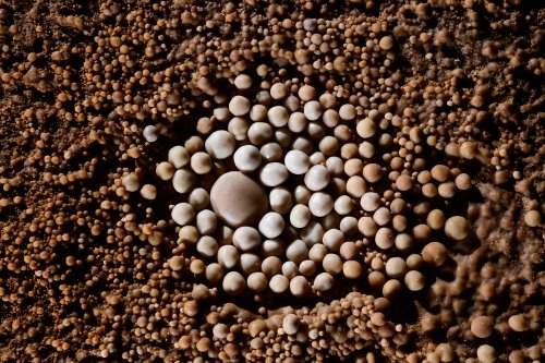 Balme del Pastre (Aveyron) - Nid de perles des cavernes sur le sol(SP-18-0102)