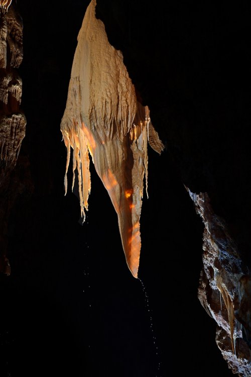 Grotte de Dargilan partie touristique (Lozère) - "Oreille d'éléphant" (Salle de la Fontaine )(SP-18-0303)