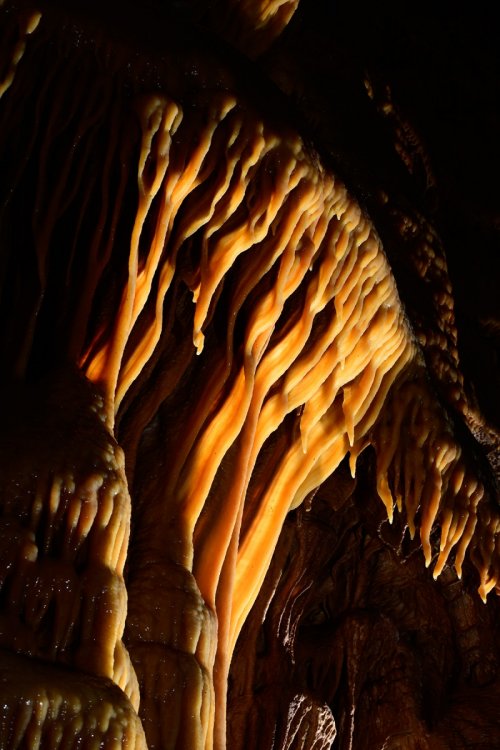 Grotte de Dargilan partie touristique (Lozère) - Petites draperies sur les parois du Grand couloir rouge(SP-18-0287)