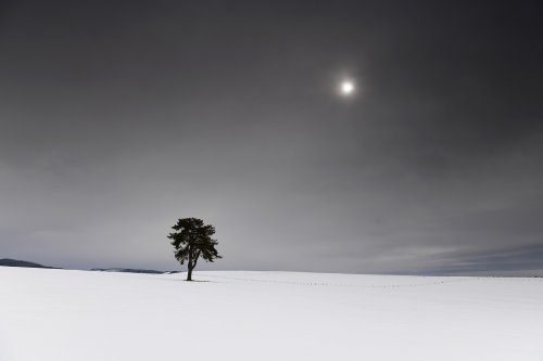 Causse Méjean (Lozère) - Arbre isolé sur le plateau(PA-18-0011)