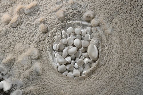 Réseau des perles - Petit nid de perles blanches dans l'eau(SP-18-0198)