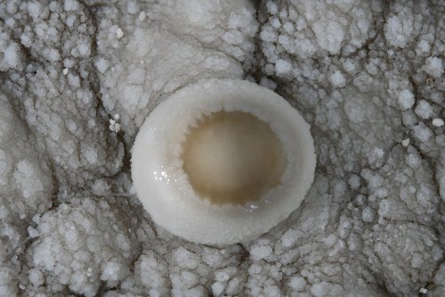 Réseau des perles - Perle grise "Œuf au plat"(SP-18-0186)