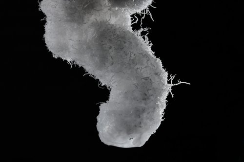 Bobcat Cave (USA - Nouveau Mexique) - Détail d'une concrétion de sel avec petits filaments (SP-18-0823)