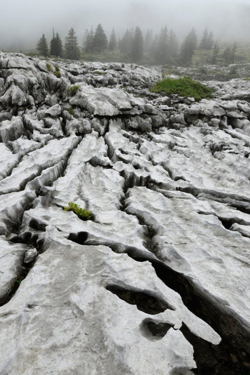 Montagne de la Schrattenfluh (canton de Lucerne, Suisse) -  Détail du lapiaz dans la brume(MO-18-0007)