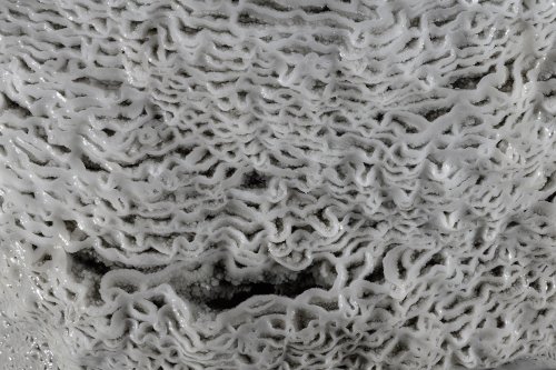 Grotte de Han (partie touristique) - Le Berceau de Proserpine (Salle du Dôme) : détail de microgours (SP-18-2344)