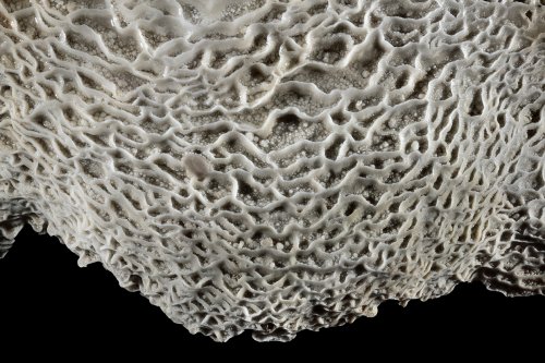 Grotte de Han (partie touristique) - Détail de micro gours sur le plancher dans la Galerie des Merveilleuses(SP-18-2151)