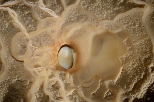 Grotte du Macoumé (Hérault) - Détail de "l'oeil de verre" (perle des cavernes dans un trou)(SP-18-2453)