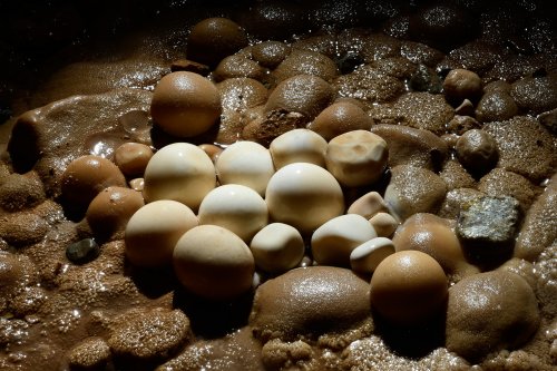 Aven de Rose (Hérault) - Nid de perles des cavernes(SP-18-2411)