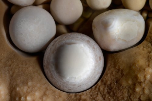 Aven de Rose (Hérault) - Détail d'une perle des cavernes en forme de toupie(SP-18-2422)