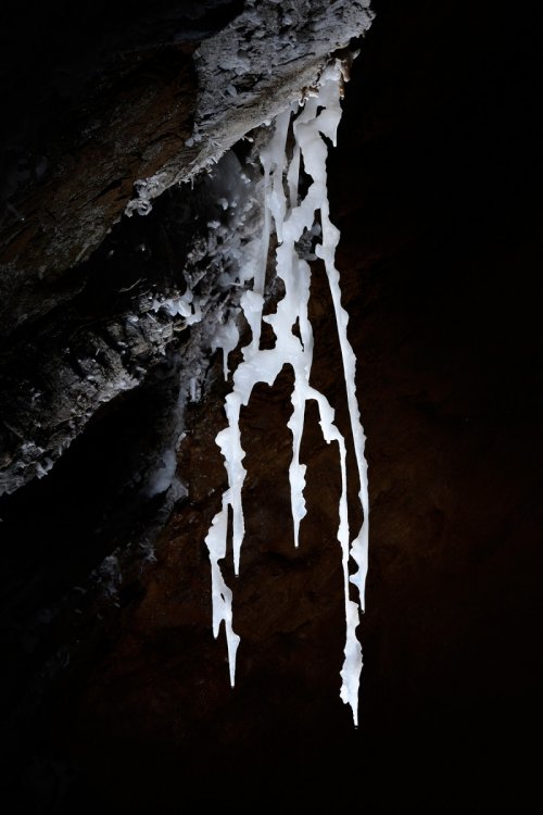 Grotte de Roquebleue (Hérault) - Ensemble de stalactites excentriques (la "Zoubida")(SP-19-0033)