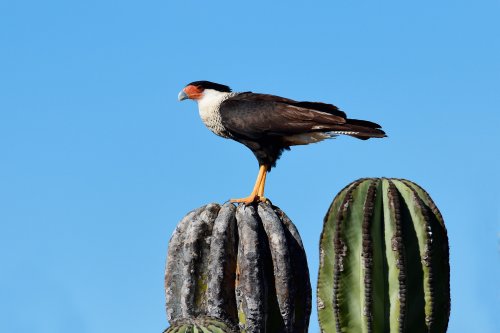 San Ignacio (Basse Californie, Mexique) - Balbuzard pêcheur sur un cactus(VO-19-0490)