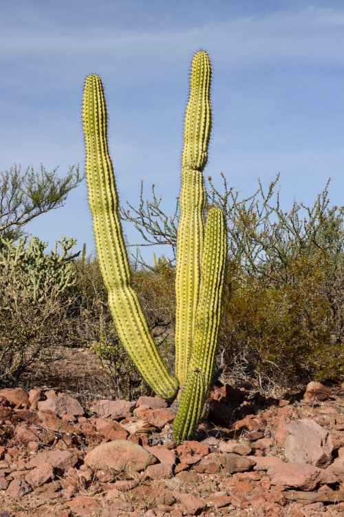 Désert de Vizcaïno ( Basse Californie, Mexique)  - Cactus poussant sur des terrains volcaniques vers San Ignacio(VO-19-0309)