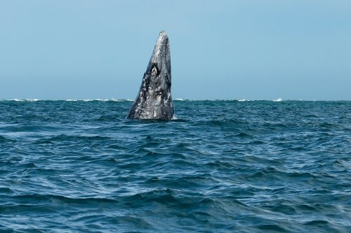 Laguna del Ojo de Liebre  (Guerrero Negro, Basse Californie, Mexique) - Saut de baleine grise(VO-19-0282)