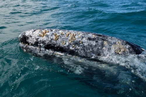 Laguna del Ojo de Liebre  (Guerrero Negro, Basse Californie, Mexique) -  Tête de baleine grise hors de l'eau(VO-19-0203)