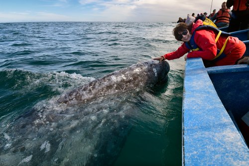 Laguna del Ojo de Liebre  (Guerrero Negro, Basse Californie, Mexique) -  Baleine grise venant se faire caresser près d'une barque(VO-19-0200)