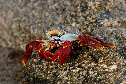 Mer de Cortes (Cabo Pulmo, Basse Californie, Mexique) - Crabe aux pinces rouges (Sally- Light- Foot) sur un rocher(VO-19-0122)