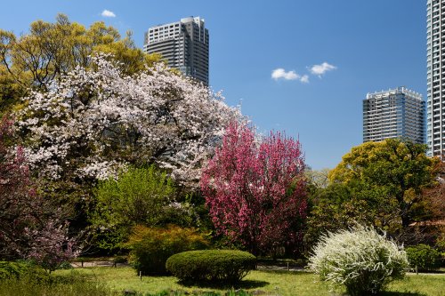 Tokyo (Japon) - Cerisiers en fleur dans Hama - rikyu gardens(VO-19-1462)
