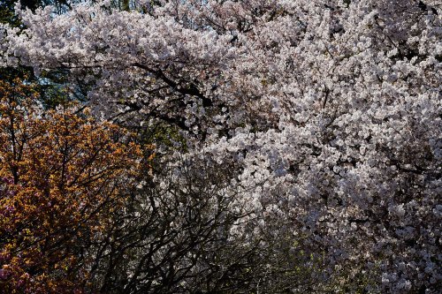 Tokyo (Japon) - Cerisiers en fleurs dans Hama - rikyu gardens(VO-19-1526)