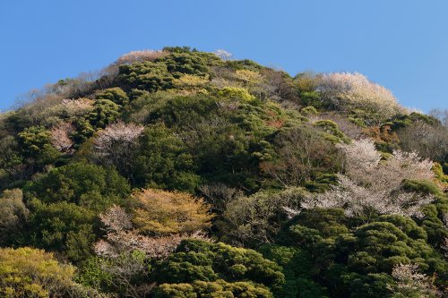 Péninsule d'Izu ( Japon) -  Montagne avec cerisiers en fleurs(VO-19-1353)