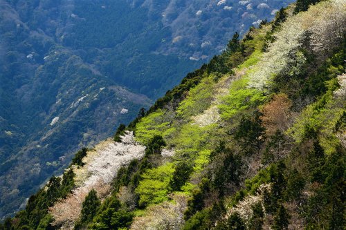 Péninsule d'Izu ( Japon) -  Montagne avec cerisiers en fleurs(VO-19-1309)