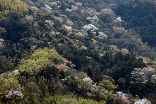 Péninsule d'Izu ( Japon) -  Montagne avec cerisiers en fleurs(VO-19-1275)