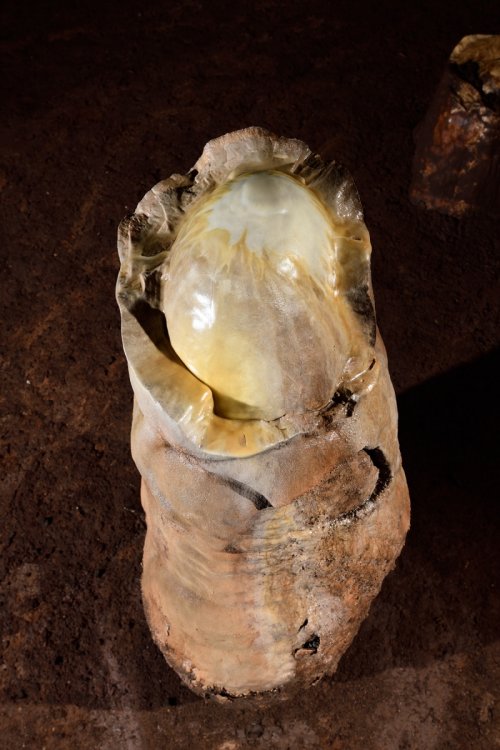 Gruta Nossa Sra. Aparecida (Mato Grosso do Sul, Brésil) -  Stalagmite avec sommet décalottée ("crâne de moine")  (SP-19-1062)