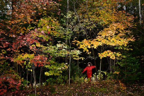 Forêt du Vermont (USA) - Chaperon rouge sortant du bois(VO-19-1908)