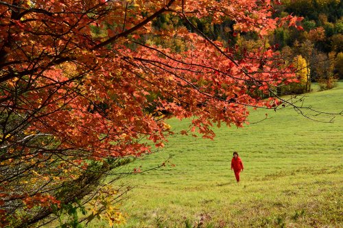 Lincoln Mountain (Vermont, USA) - Branche d'un érable rouge avec personnage en rouge en arrière plan dans un pré(VO-19-2125)