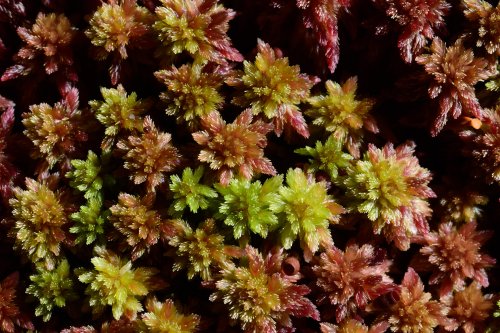 Appalachian Gap (Vermont, USA) - Mousses au bord du lac (détail en macro)(VO-19-2196)