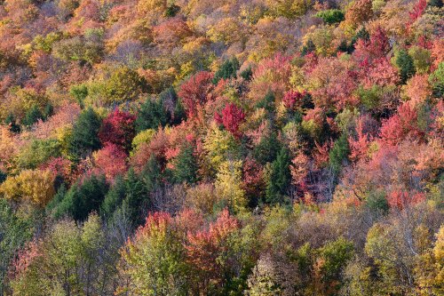 Stowes Mountain (Vermont, USA) - Érables multicolores sur les flancs d'une montagne (cadrage serré)(VO-19-2233)