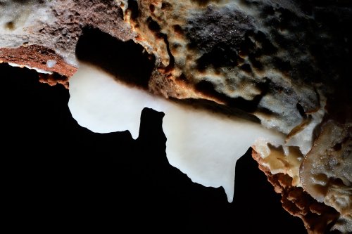 Grotte de Dargilan (réseau de l'Eglise) - Petites draperies jumelles de calcite blanche très pure dans la salle Cazals(SP-19-2016)