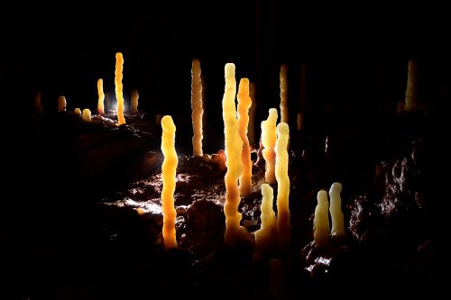 Grotte de Dargilan (réseau de l'Eglise) - Stalagmites dans la salle Cazals(SP-19-2022)