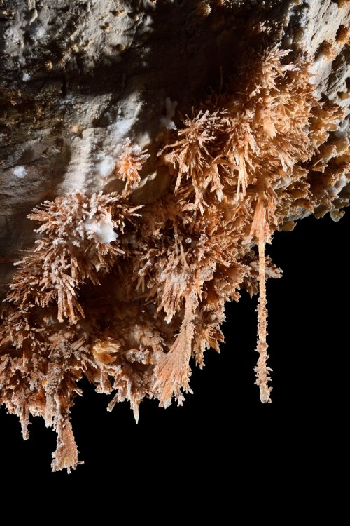 Grotte du Choufleur (Hérault) - Stalactites et bouquets d'aragonite sur une paroi(SP-19-2137)