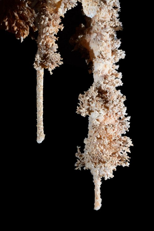 Grotte du Choufleur (Hérault) - Stalactite avec cristaux d'aragonite (brosse à dent)(SP-19-2147)