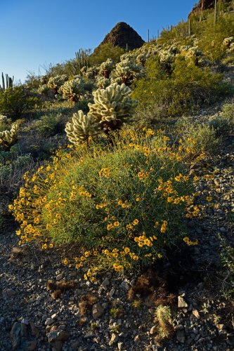 Parc National de Organ Pipe Cactus (Arizona, USA) - Bouquet de fleurs jaunes sur le flanc d'une colline avec cactus en arrière plan(VO-20-0131)