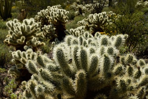 Parc National de Organ Pipe Cactus (Arizona, USA) - Cactus "Teddybear Cholla" en contre-jour(VO-20-0193)