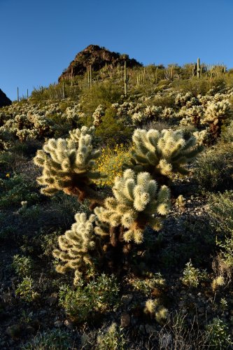 Parc National de Organ Pipe Cactus (Arizona, USA) - Cactus "Teddybear Cholla" sur le flanc d'une colline(VO-20-0117)